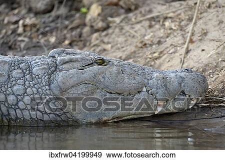 Nile Crocodile (Crocodylus niloticus), lying on the shore, Zambezi River, Lower Zambezi National Park, Zambia, Africa View Large Photo Image Stock Photo - Nile Crocodile (Crocodylus niloticus), lying on the shore, Zambezi River, Lower Zambezi National Park, Zambia, Africa. Fotosearch