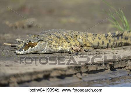 Nile Crocodile (Crocodylus niloticus), lying on the shore, sunbathing, Zambezi River, Lower Zambezi National Park, Zambia, Africa View Large Photo Image Stock Photography - Nile Crocodile (Crocodylus niloticus), lying on the shore, sunbathing, Zambezi River, Lower Zambezi National Park, Zambia, Africa. Fotosearch