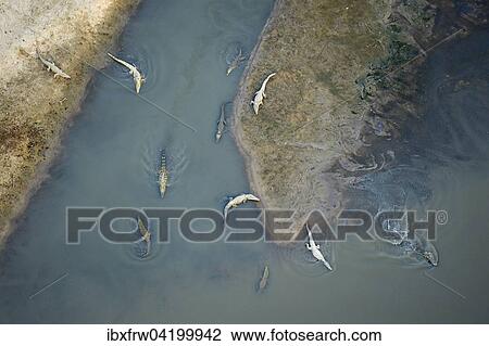 Nile Crocodiles (Crocodylus niloticus), swimming, lying on the shore, aerial view, Luangwa River, South Luangwa National Park, Zambia, Africa View Large Photo Image Stock Image - Nile Crocodiles (Crocodylus niloticus), swimming, lying on the shore, aerial view, Luangwa River, South Luangwa National Park, Zambia, Africa. Fotosearch