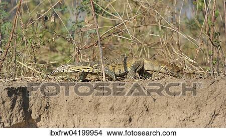 Nile Monitor (Varanus niloticus), darting its tongue, stalking along the shore, Lower Zambezi National Park, Zambia, Africa View Large Photo Image Picture - Nile Monitor (Varanus niloticus), darting its tongue, stalking along the shore, Lower Zambezi National Park, Zambia, Africa. Fotosearch