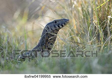 Nile Monitor (Varanus niloticus), stalking through tall grass, Lower Zambezi National Park, Zambia, Africa View Large Photo Image Stock Photography - Nile Monitor (Varanus niloticus), stalking through tall grass, Lower Zambezi National Park, Zambia, Africa. Fotosearch