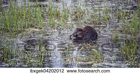 North American beaver (Castor canadensis), eating in the water, Grand Teton National Park, Wyoming, USA, North America View Large Photo Image Stock Image - North American beaver (Castor canadensis), eating in the water, Grand Teton National Park, Wyoming, USA, North America. Fotosearch