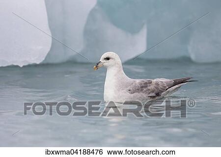 Northern Fulmar (Fulmaris glacialis), swimming, Spitsbergen, Norway, Europe View Large Photo Image Stock Photograph - Northern Fulmar (Fulmaris glacialis), swimming, Spitsbergen, Norway, Europe. Fotosearch