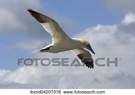 Stock Photo - Northern Gannet (Sula bassana) in flight, Heligoland, Schleswig-Holstein, Germany, Europe. Fotosearch