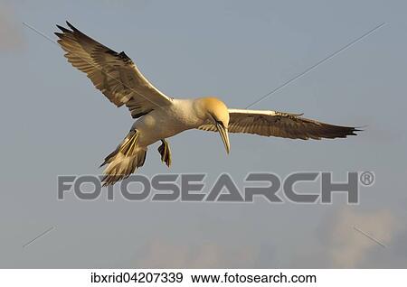 Northern Gannet (Sula bassana) in flight, Heligoland, Schleswig-Holstein, Germany, Europe View Large Photo Image Stock Photo - Northern Gannet (Sula bassana) in flight, Heligoland, Schleswig-Holstein, Germany, Europe. Fotosearch
