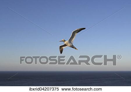 Northern Gannet (Sula bassana) in flight, Heligoland, Schleswig-Holstein, Germany, Europe View Large Photo Image Stock Photography - Northern Gannet (Sula bassana) in flight, Heligoland, Schleswig-Holstein, Germany, Europe. Fotosearch