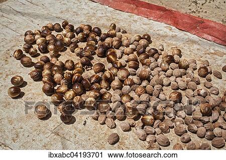 Nutmegs, Lonthor, Banda, Moluccas, Indonesia, Asia View Large Photo Image Stock Image - Nutmegs, Lonthor, Banda, Moluccas, Indonesia, Asia. Fotosearch