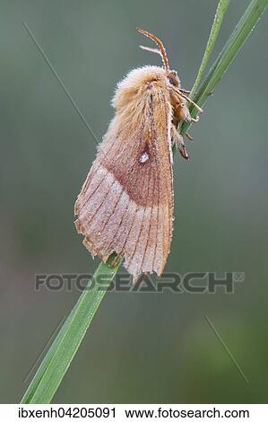 Oak eggar (Lasiocampa Quercus) moth, Emsland, Lower Saxony, Germany, Europe View Large Photo Image Stock Image - Oak eggar (Lasiocampa Quercus) moth, Emsland, Lower Saxony, Germany, Europe. Fotosearch