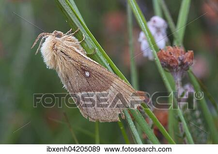 Oak eggar (Lasiocampa Quercus) moth, Emsland, Lower Saxony, Germany, Europe View Large Photo Image Stock Photo - Oak eggar (Lasiocampa Quercus) moth, Emsland, Lower Saxony, Germany, Europe. Fotosearch