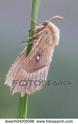 Oak eggar (Lasiocampa Quercus) moth, Emsland, Lower Saxony, Germany, Europe View Large Photo Image Stock Photo - Oak eggar (Lasiocampa Quercus) moth, Emsland, Lower Saxony, Germany, Europe. Fotosearch