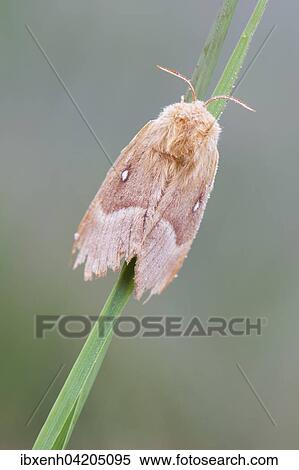 Oak eggar (Lasiocampa Quercus) moth, Emsland, Lower Saxony, Germany, Europe View Large Photo Image Stock Photography - Oak eggar (Lasiocampa Quercus) moth, Emsland, Lower Saxony, Germany, Europe. Fotosearch