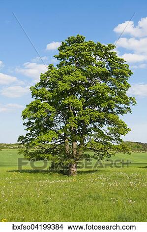 Old Field Maple (Acer campestre), Thuringia, Germany, Europe View Large Photo Image Picture - Old Field Maple (Acer campestre), Thuringia, Germany, Europe. Fotosearch