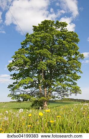 Old Field Maple (Acer campestre), Thuringia, Germany, Europe View Large Photo Image Stock Image - Old Field Maple (Acer campestre), Thuringia, Germany, Europe. Fotosearch