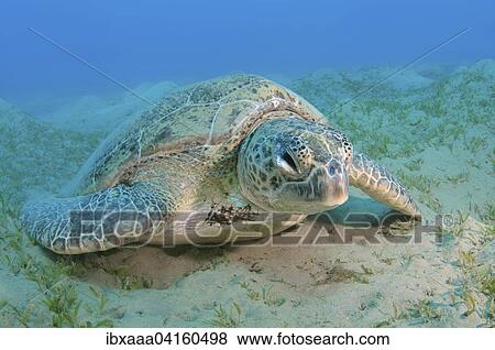 Old Green Sea Turtle (Chelonia mydas) sleeping on the sandy bottom, Red Sea, Marsa Alam, Abu Dabab, Egypt, Africa View Large Photo Image Stock Photo - Old Green Sea Turtle (Chelonia mydas) sleeping on the sandy bottom, Red Sea, Marsa Alam, Abu Dabab, Egypt, Africa. Fotosearch