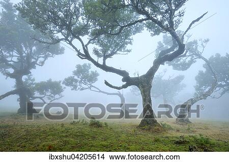 Picture - Old laurel forest or Laurissilva Forest, stinkwood (Ocotea foetens) trees in fog, UNESCO World Heritage Site, Fanal, Madeira, Portugal, Europe. Fotosearch