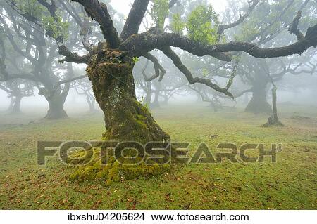 Old laurel forest or Laurissilva Forest, stinkwood (Ocotea foetens) trees in fog, UNESCO World Heritage Site, Fanal, Madeira, Portugal, Europe View Large Photo Image Picture - Old laurel forest or Laurissilva Forest, stinkwood (Ocotea foetens) trees in fog, UNESCO World Heritage Site, Fanal, Madeira, Portugal, Europe. Fotosearch