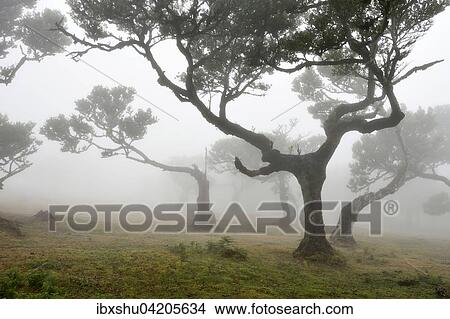 Old laurel forest or Laurissilva Forest, stinkwood (Ocotea foetens) trees in fog, UNESCO World Heritage Site, Fanal, Madeira, Portugal, Europe View Large Photo Image Picture - Old laurel forest or Laurissilva Forest, stinkwood (Ocotea foetens) trees in fog, UNESCO World Heritage Site, Fanal, Madeira, Portugal, Europe. Fotosearch