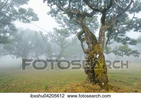 Old laurel forest or Laurissilva Forest, stinkwood (Ocotea foetens) trees in fog, UNESCO World Heritage Site, Fanal, Madeira, Portugal, Europe View Large Photo Image Stock Image - Old laurel forest or Laurissilva Forest, stinkwood (Ocotea foetens) trees in fog, UNESCO World Heritage Site, Fanal, Madeira, Portugal, Europe. Fotosearch