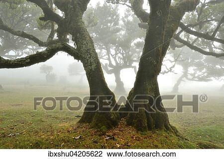 Old laurel forest or Laurissilva Forest, stinkwood (Ocotea foetens) trees in fog, UNESCO World Heritage Site, Fanal, Madeira, Portugal, Europe View Large Photo Image Stock Image - Old laurel forest or Laurissilva Forest, stinkwood (Ocotea foetens) trees in fog, UNESCO World Heritage Site, Fanal, Madeira, Portugal, Europe. Fotosearch