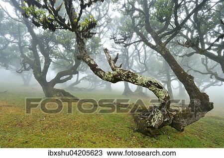 Stock Image - Old laurel forest or Laurissilva Forest, stinkwood (Ocotea foetens) trees in fog, UNESCO World Heritage Site, Fanal, Madeira, Portugal, Europe. Fotosearch