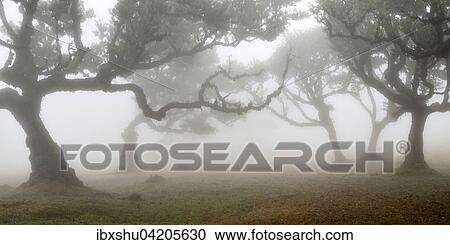 Old laurel forest or Laurissilva Forest, stinkwood (Ocotea foetens) trees in fog, UNESCO World Heritage Site, Fanal, Madeira, Portugal, Europe View Large Photo Image Stock Image - Old laurel forest or Laurissilva Forest, stinkwood (Ocotea foetens) trees in fog, UNESCO World Heritage Site, Fanal, Madeira, Portugal, Europe. Fotosearch