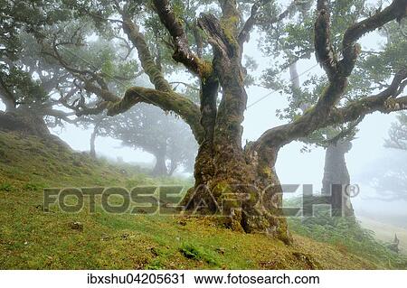 Old laurel forest or Laurissilva Forest, stinkwood (Ocotea foetens) trees in fog, UNESCO World Heritage Site, Fanal, Madeira, Portugal, Europe View Large Photo Image Stock Image - Old laurel forest or Laurissilva Forest, stinkwood (Ocotea foetens) trees in fog, UNESCO World Heritage Site, Fanal, Madeira, Portugal, Europe. Fotosearch