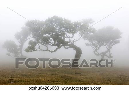 Stock Image - Old laurel forest or Laurissilva Forest, stinkwood (Ocotea foetens) trees in fog, UNESCO World Heritage Site, Fanal, Madeira, Portugal, Europe. Fotosearch