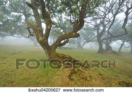 Stock Photo - Old laurel forest or Laurissilva Forest, stinkwood (Ocotea foetens) trees in fog, UNESCO World Heritage Site, Fanal, Madeira, Portugal, Europe. Fotosearch