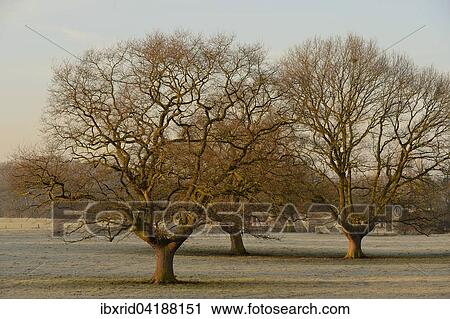 Old oak trees (Quercus robur), Xanten, Lower Rhine, North Rhine-Westphalia, Germany, Europe View Large Photo Image Stock Image - Old oak trees (Quercus robur), Xanten, Lower Rhine, North Rhine-Westphalia, Germany, Europe. Fotosearch