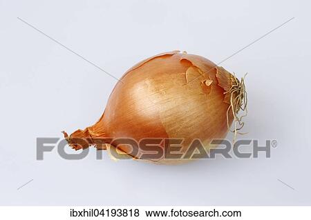 Onion View Large Photo Image Stock Photo - Onion. Fotosearch