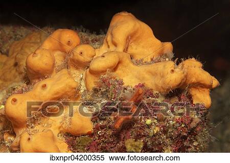 Stock Photography - Oranger Demosponge (Agelas oroides), Corfu, Greece, Europe. Fotosearch