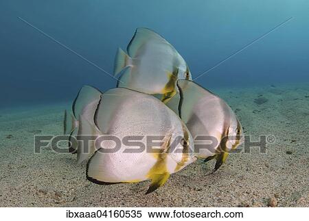 Orbicular Batfish (Platax orbicularis) on the sandy bottom, Red Sea, Marsa Alam, Abu Dabab, Egypt, Africa View Large Photo Image Stock Photography - Orbicular Batfish (Platax orbicularis) on the sandy bottom, Red Sea, Marsa Alam, Abu Dabab, Egypt, Africa. Fotosearch