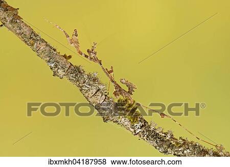 Ornate mantis (Gongylus gongylodes), Southeast Asia, captive View Large Photo Image Stock Photo - Ornate mantis (Gongylus gongylodes), Southeast Asia, captive. Fotosearch