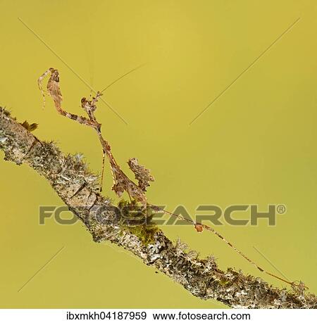 Ornate mantis (Gongylus gongylodes), Southeast Asia, captive View Large Photo Image Stock Photo - Ornate mantis (Gongylus gongylodes), Southeast Asia, captive. Fotosearch