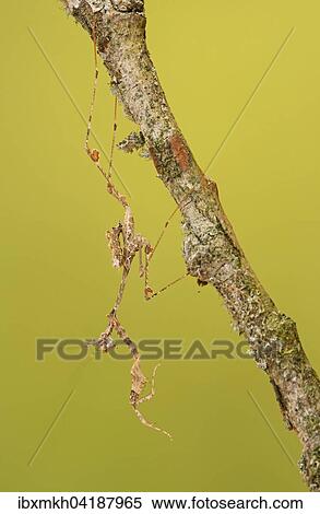 Ornate mantis (Gongylus gongylodes), Southeast Asia, captive View Large Photo Image Stock Photography - Ornate mantis (Gongylus gongylodes), Southeast Asia, captive. Fotosearch
