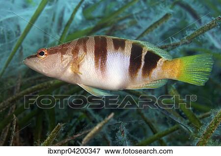 Painted comber (Serranus scriba) swimming through Neptune grass (Posidonia oceanica), Corfu, Ionian Islands, Greece, Europe View Large Photo Image Stock Photo - Painted comber (Serranus scriba) swimming through Neptune grass (Posidonia oceanica), Corfu, Ionian Islands, Greece, Europe. Fotosearch