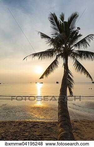 Palm tree at sunset on the beach of Koh Tao, Gulf of Thailand, Thailand, Asia View Large Photo Image Stock Photo - Palm tree at sunset on the beach of Koh Tao, Gulf of Thailand, Thailand, Asia. Fotosearch
