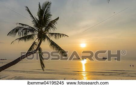 Stock Photography - Palm tree at sunset on the beach of Koh Tao, Gulf of Thailand, Thailand, Asia. Fotosearch