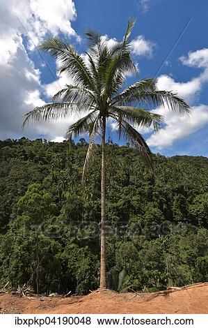 Palm tree by the roadside, Ko Samui, Thailand, Asia View Large Photo Image Stock Photo - Palm tree by the roadside, Ko Samui, Thailand, Asia. Fotosearch