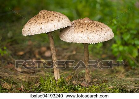Parasol Mushrooms (Macrolepiota procera), Lower Saxony, Germany, Europe View Large Photo Image Stock Image - Parasol Mushrooms (Macrolepiota procera), Lower Saxony, Germany, Europe. Fotosearch