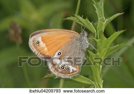Pearly Heath (Coenonympha Arcania) at rest, Baden-Wurttemberg, Germany, Europe View Large Photo Image Stock Image - Pearly Heath (Coenonympha Arcania) at rest, Baden-Wurttemberg, Germany, Europe. Fotosearch