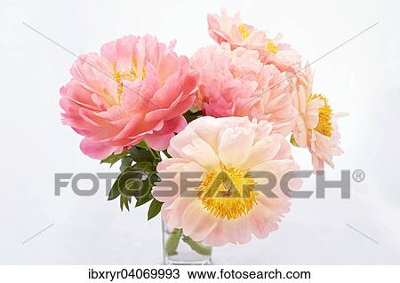 Peonies (Paeonia) in a vase View Large Photo Image Stock Image - Peonies (Paeonia) in a vase. Fotosearch