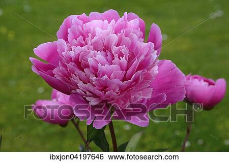 Peony (Paeonia festiva), Ystad, Sweden, Europe View Large Photo Image Stock Photograph - Peony (Paeonia festiva), Ystad, Sweden, Europe. Fotosearch