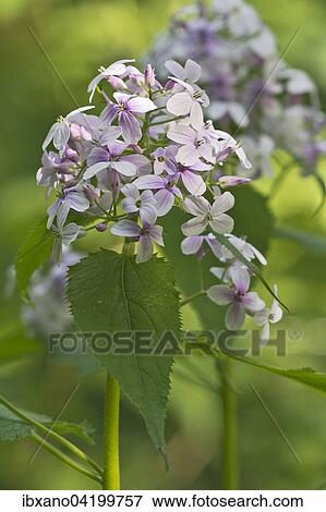 Perennial Honesty (Lunaria rediviva), Jagsttal, Bolgental, Baden-Wurttemberg, Germany, Europe View Large Photo Image Stock Photo - Perennial Honesty (Lunaria rediviva), Jagsttal, Bolgental, Baden-Wurttemberg, Germany, Europe. Fotosearch