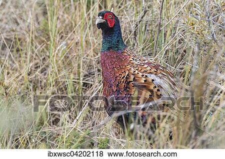 Pheasant (Phasianus colchicus), male in the tall grass, Texel, West Frisian Islands, Province of North Holland, Holland, Netherlands View Large Photo Image Stock Photo - Pheasant (Phasianus colchicus), male in the tall grass, Texel, West Frisian Islands, Province of North Holland, Holland, Netherlands. Fotosearch