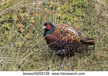 Pheasant (Phasianus colchicus) male in the tall grass, Texel, West Frisian Islands, Province of North Holland, Holland, Netherlands View Large Photo Image Stock Photograph - Pheasant (Phasianus colchicus) male in the tall grass, Texel, West Frisian Islands, Province of North Holland, Holland, Netherlands. Fotosearch