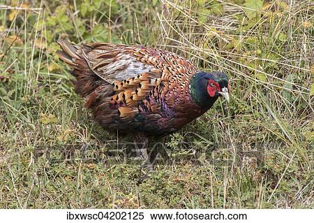 Pheasant (Phasianus colchicus), male in the tall grass, Texel, West Frisian Islands, Province of North Holland, Holland, Netherlands View Large Photo Image Stock Photography - Pheasant (Phasianus colchicus), male in the tall grass, Texel, West Frisian Islands, Province of North Holland, Holland, Netherlands. Fotosearch