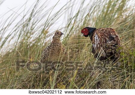 Pheasants (Phasianus colchicus), male and female in the tall grass, Texel, West Frisian Islands, Province of North Holland, Holland, Netherlands View Large Photo Image Stock Image - Pheasants (Phasianus colchicus), male and female in the tall grass, Texel, West Frisian Islands, Province of North Holland, Holland, Netherlands. Fotosearch
