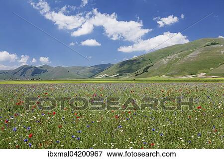 Stock Photo - Piano Grande, Monti Sibillini National Park, Perigua Province, Umbria, Italy, Europe. Fotosearch