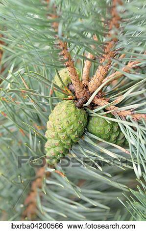 Pine (Pinus sp. ), branch with unripe seed cones, North Rhine-Westphalia, Germany, Europe View Large Photo Image Stock Photograph - Pine (Pinus sp. ), branch with unripe seed cones, North Rhine-Westphalia, Germany, Europe. Fotosearch